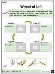 stick insect facts worksheets