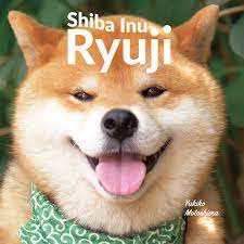 A small, alert and agile dog that copes very well with mountainous terrain and hiking trails. Shiba Inu Ryuji Amazon De Motoshima Yukiko Fremdsprachige Bucher