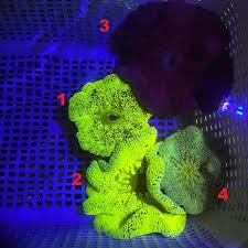 wts nano size carpet anemone sell off