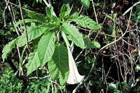 Datura Poisonous Plants And Fungi