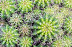 Symptoms begin with small spots like most cacti, queen of the night does not need to be watered often. Can A Cactus That S Broken Or Has Root Damage Be Restarted
