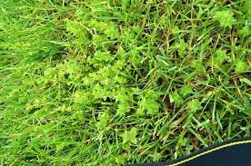 Pre Emergent Crabgrass Herbicide Testandcare Co