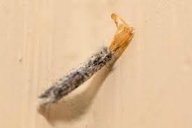 carpet moth prevention in bristol