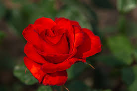 10 colored roses you can grow