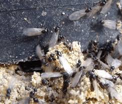 Sie müssen sich keine sorgen machen, dass sich diese ameisen in ihrer wohnung ansiedeln. Fliegende Ameisen Wirksam Bekampfen Ameisen Ratgeber
