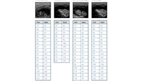 Cattle Gestational Age Tables Imv Imaging