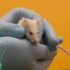 Lab Animals In The Coronavirus Crisis