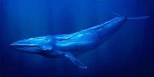 Their latin name, megaptera novaeangliae, means big wing of new england. it refers to their giant pectoral fins, which can grow up to 16 feet long, and their appearance off the coast of new england, where european whalers first encountered. Top 10 Largest Whales In The World Nayturr