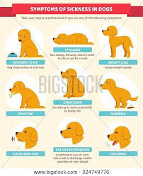 Sick Dog Symptoms Vector Photo Free Trial Bigstock