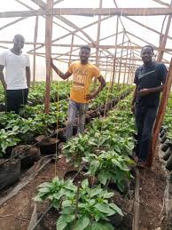 greenhouse farming training for
