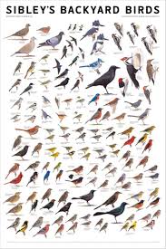 Printable Bird Identification Chart Birds Animals