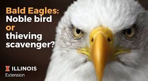 The eagle is one the largest and most powerful birds of prey. Bald Eagles Noble Bird Or Thieving Scavenger University Of Illinois Extension