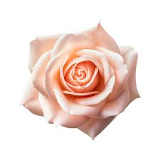 pink rose flowers ai generated 23962511 png