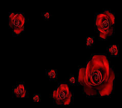 roses black background red rose hd