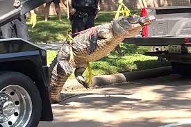 Giant alligator caught in Katy on morning stroll; looking for mate