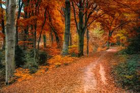Image result for fall scenic views