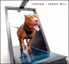dog treadmills comprehensive guide