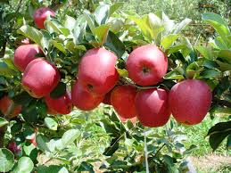 Início da colheita de maçã em Santa Catarina tem queda na produção - Rádio Porto Feliz - AM 1530 - em Esporte