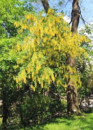 Laburnum alpinum - Wikipedia