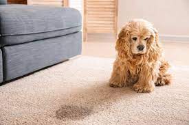 remove pet stains by cleaning the area