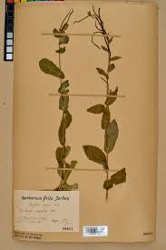 File:Neuchâtel Herbarium - Arabis nova - NEU000022470.jpg ...