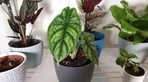 As the plants grow bigger, leaf backs start to turn red. Alocasia Dragon Scale Care Complete Guide Smart Garden Guide