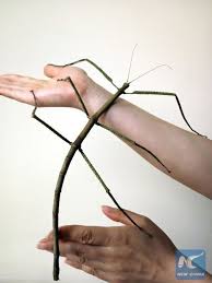14 fascinating stick insect facts