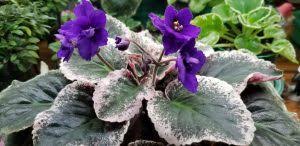 We did not find results for: Indepth Tips For Sucess With African Violets