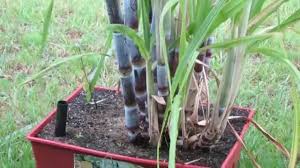 Growing Sugar Cane In Self Watering Container 7 Month Update