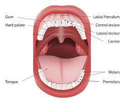 cancer of the tongue mouth cheeks and