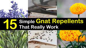We did not find results for: 15 Simple Gnat Repellents That Really Work