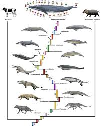 Til Whales Evolved From A Wolf Like Species Album On Imgur