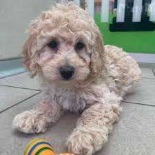 samantha female mini poodle puppy for
