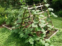 a trellis support for plants
