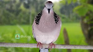 Check spelling or type a new query. Burung Tekukur Suara Ciri Makanan Mitos Jenis Habitat Dan Perawatannya Kicaumania Net