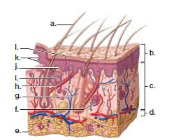 It also exudes antibacterial substances that prevent infection and manufactures vitamin d for converting calcium into healthy bones. Solved Label The Diagram Of Human Skin Below Chegg Com