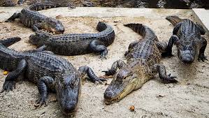 Tennessee Wildlife Resources Agency officials say alligators are migrating  to Tennessee.