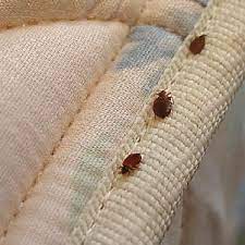 dry cleaning kills bed bugs utopia