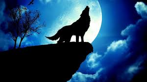 Looking for the best cool wolf wallpaper? Wallpaper Cool Wolf Desktop 2021 Cute Wallpapers