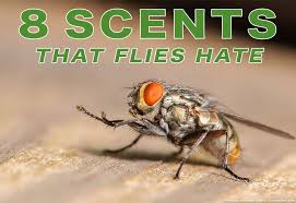 8 Scents That Flies And How To