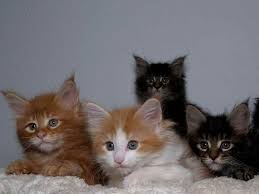 Maybe you would like to learn more about one of these? Maine Coon Cattery 19 Essential Questions To Ask
