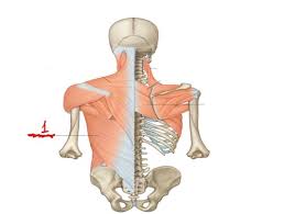 muscles of the back quiz flashcards