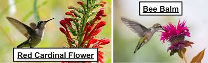 20 Tips For Making A Hummingbird Garden