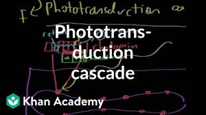 The Phototransduction Cascade