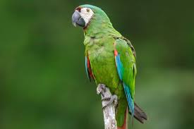 severe macaw full profile history