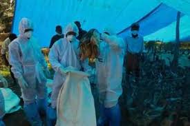 The virus was also discovered among dead birds. Bird Flu Epicentres Now 52 In State As Against 5 In 2006 Mumbai News Times Of India