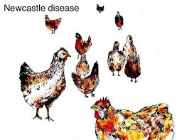 Its effects are most notable in domestic poultry due to their. Poultry Farmers Downcast By Outbreak Of Newcastle Disease New Business Age Leading English Monthly Business Magazine Of Nepal