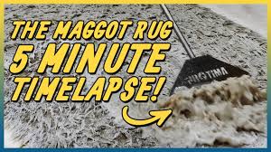 maggot infested rug time lapse