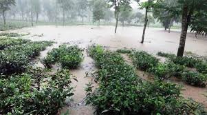 flood heavy monsoon in north bengal