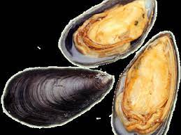 blue mussel nutrition facts eat this much